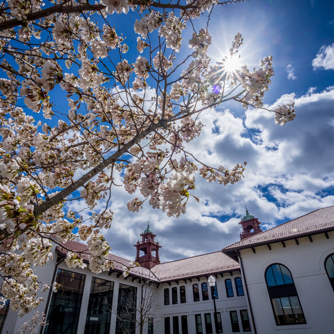 cole hall
