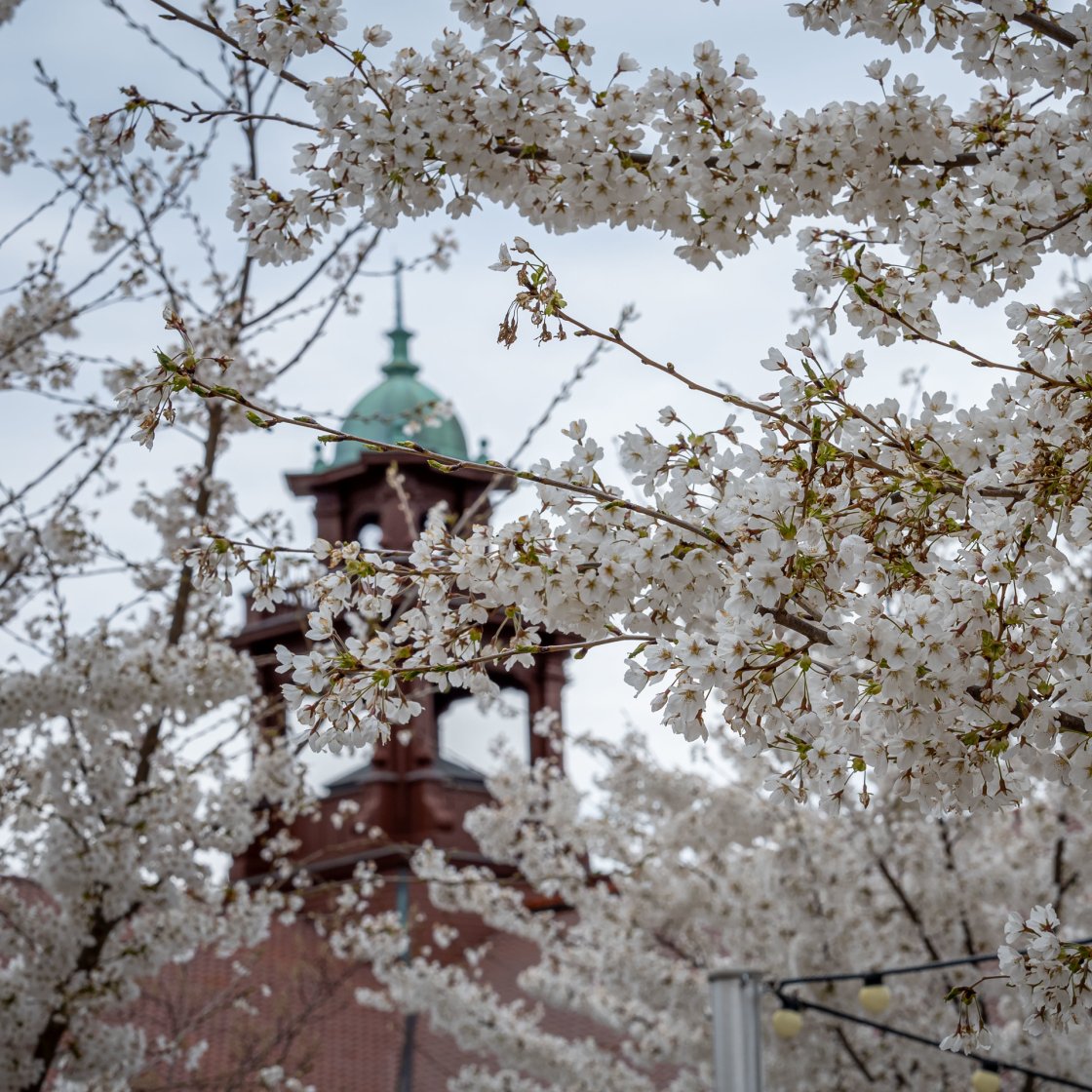 A tree with white flowers and a bell tower in the distance 
