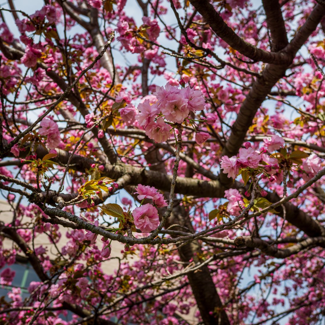 close up of flowering tree