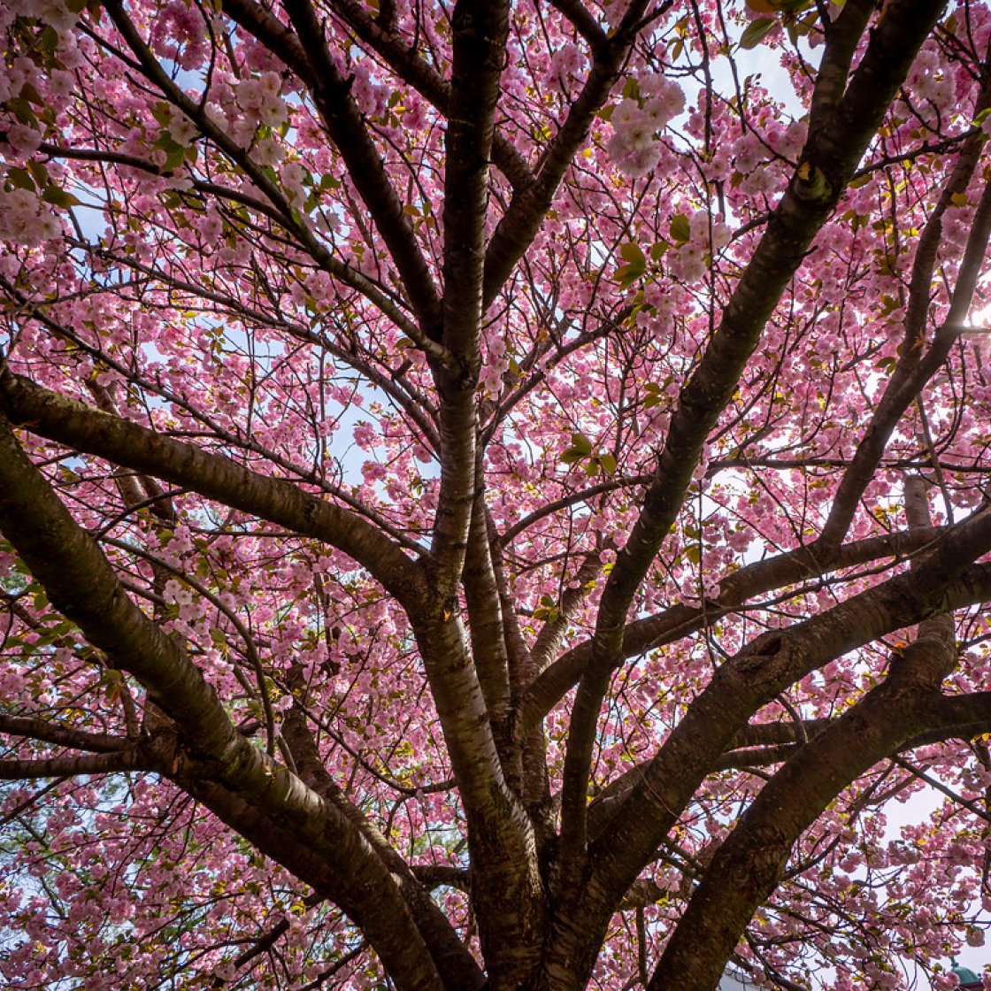 Tree with pink blossoms in front of Cole Hall