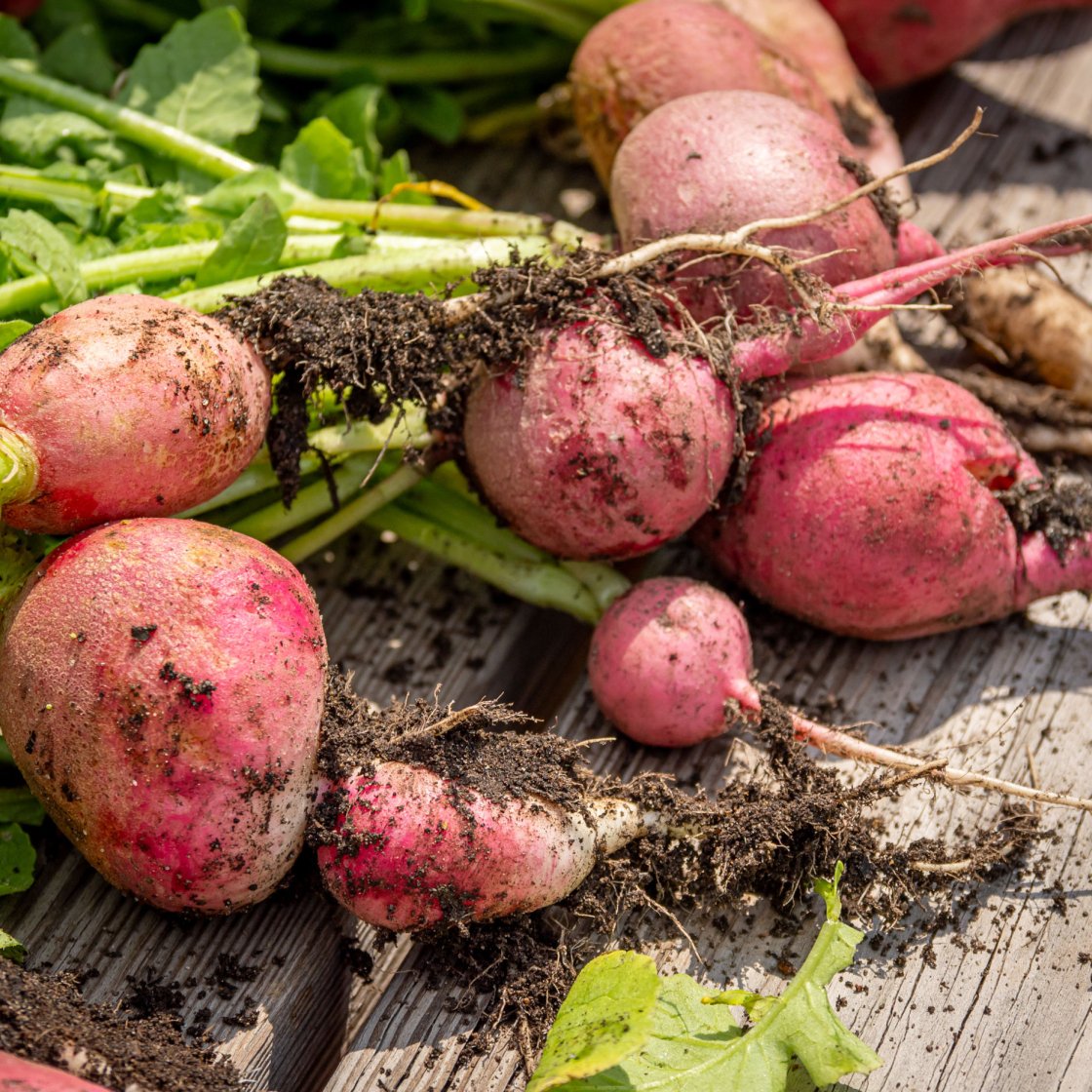 A bunch of freshly harvested radishes, still dirty, on a wooden surface.