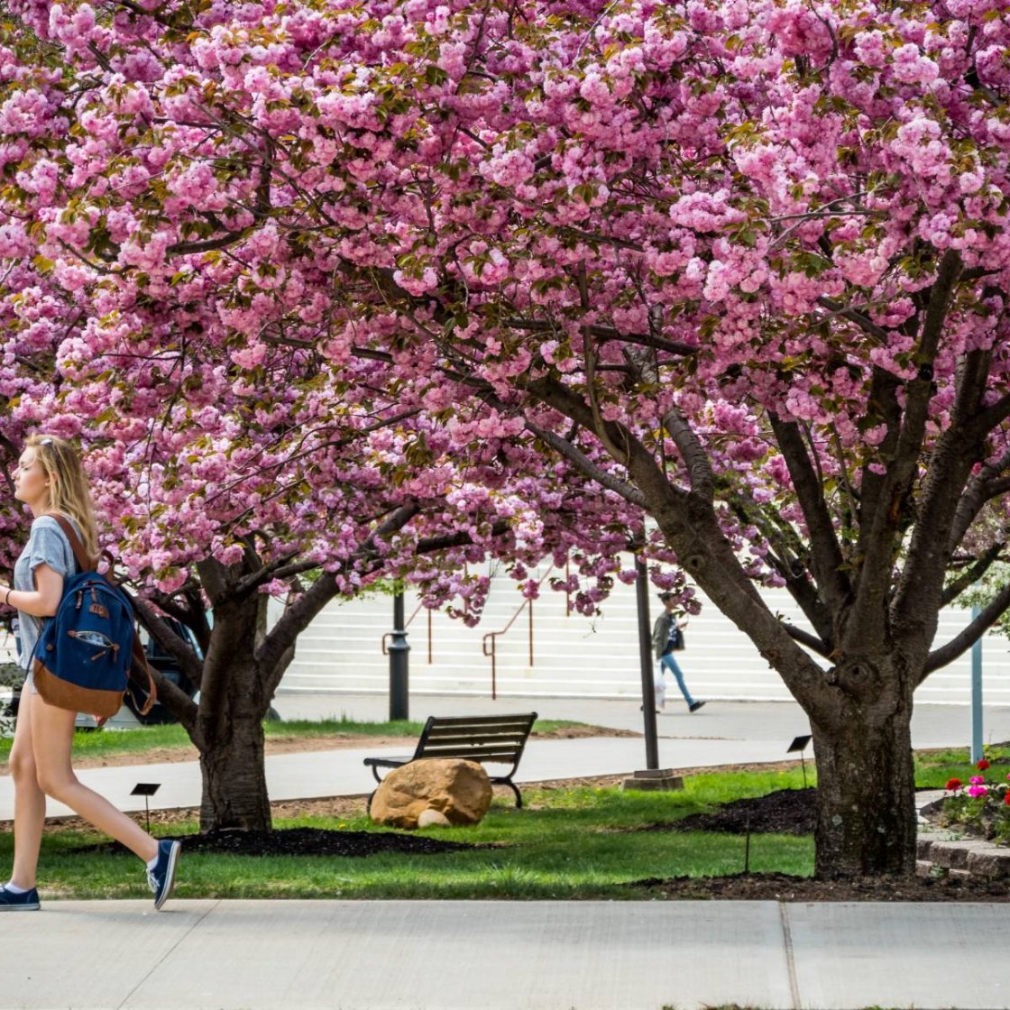 Student walking outside on campus past a blooming Cherry Blossom tree