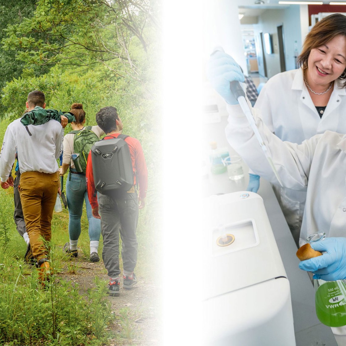 students working in the field and in the lab, collage