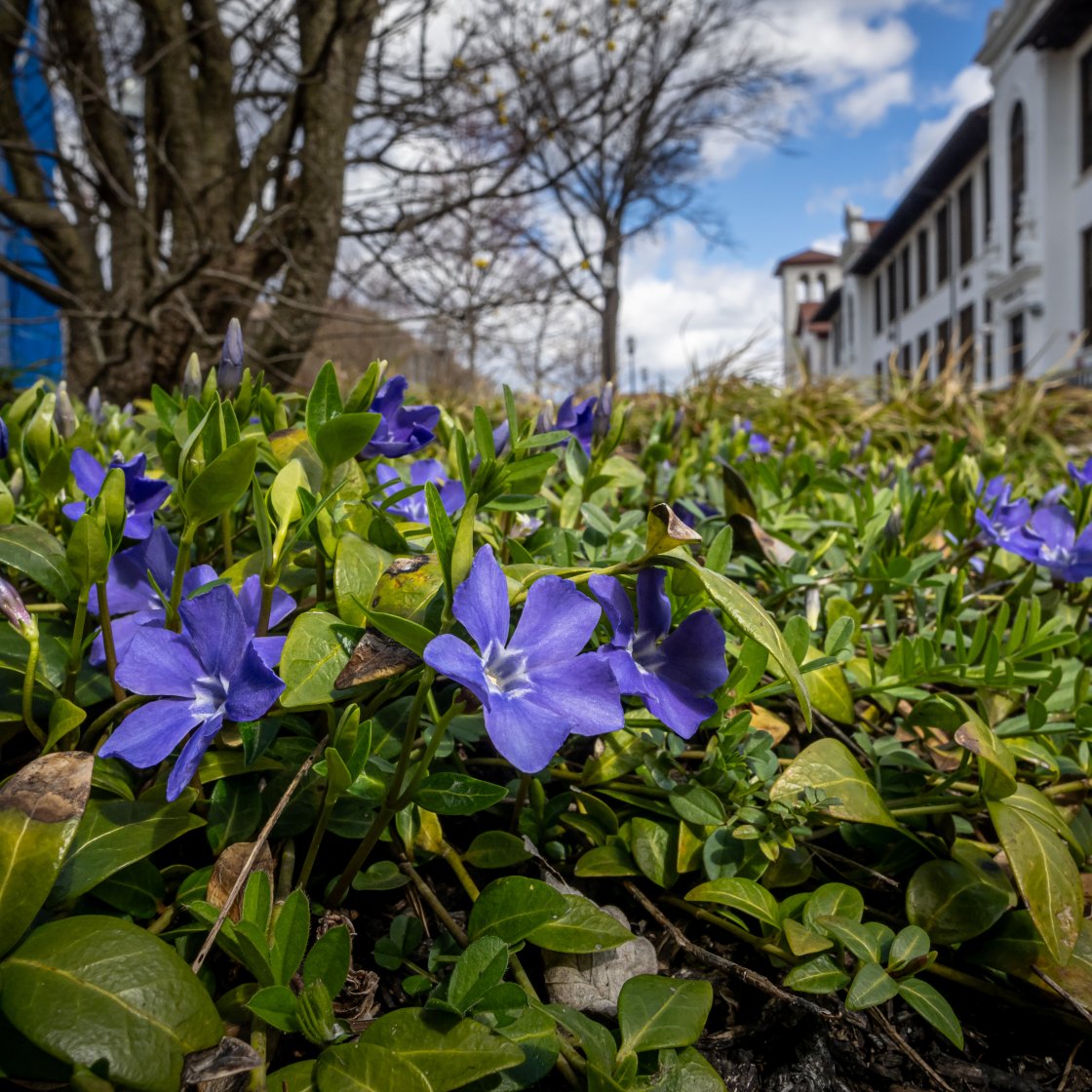 purple flowers blooming on campus