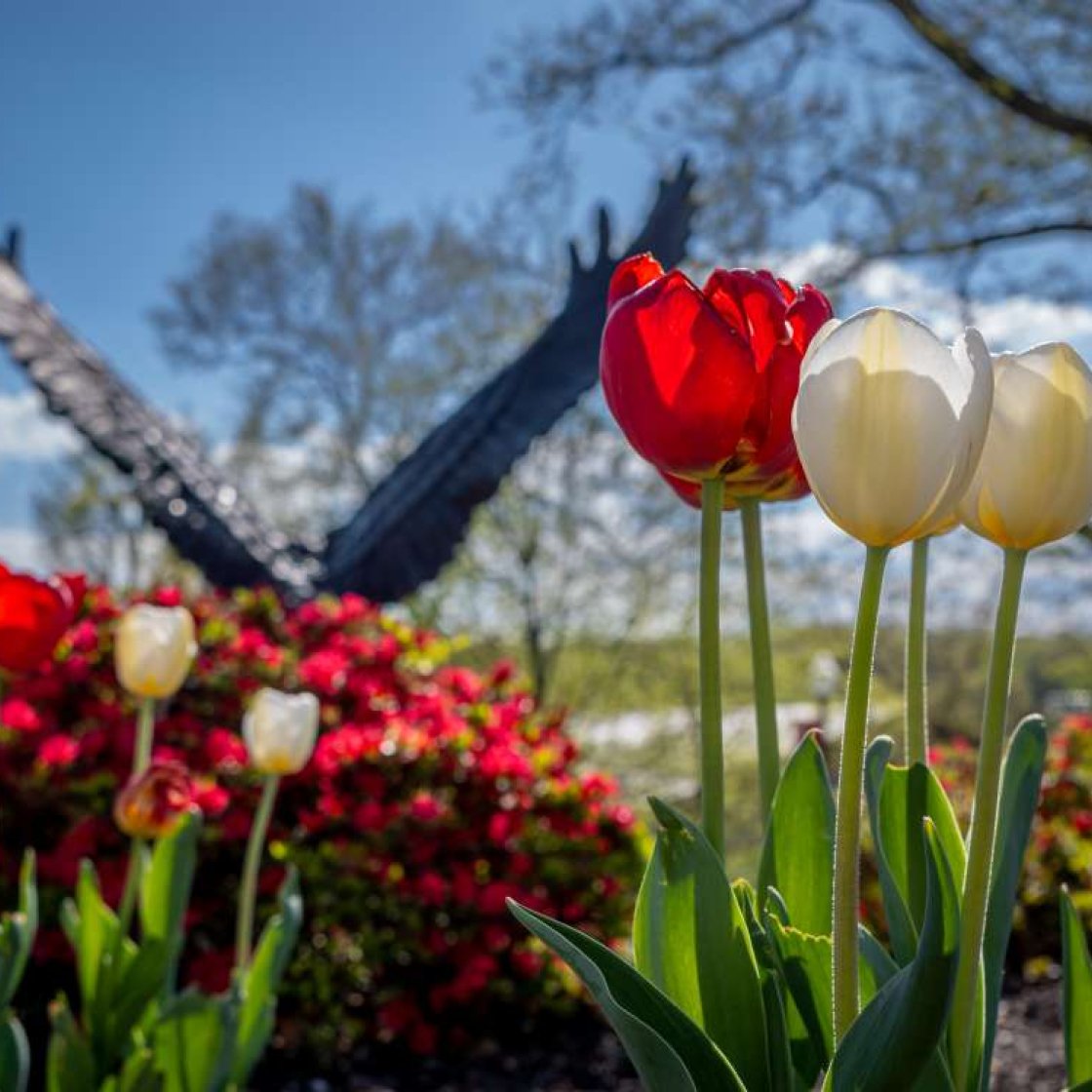 Red and white tulips in a garden with a hawk sculpture in the background.