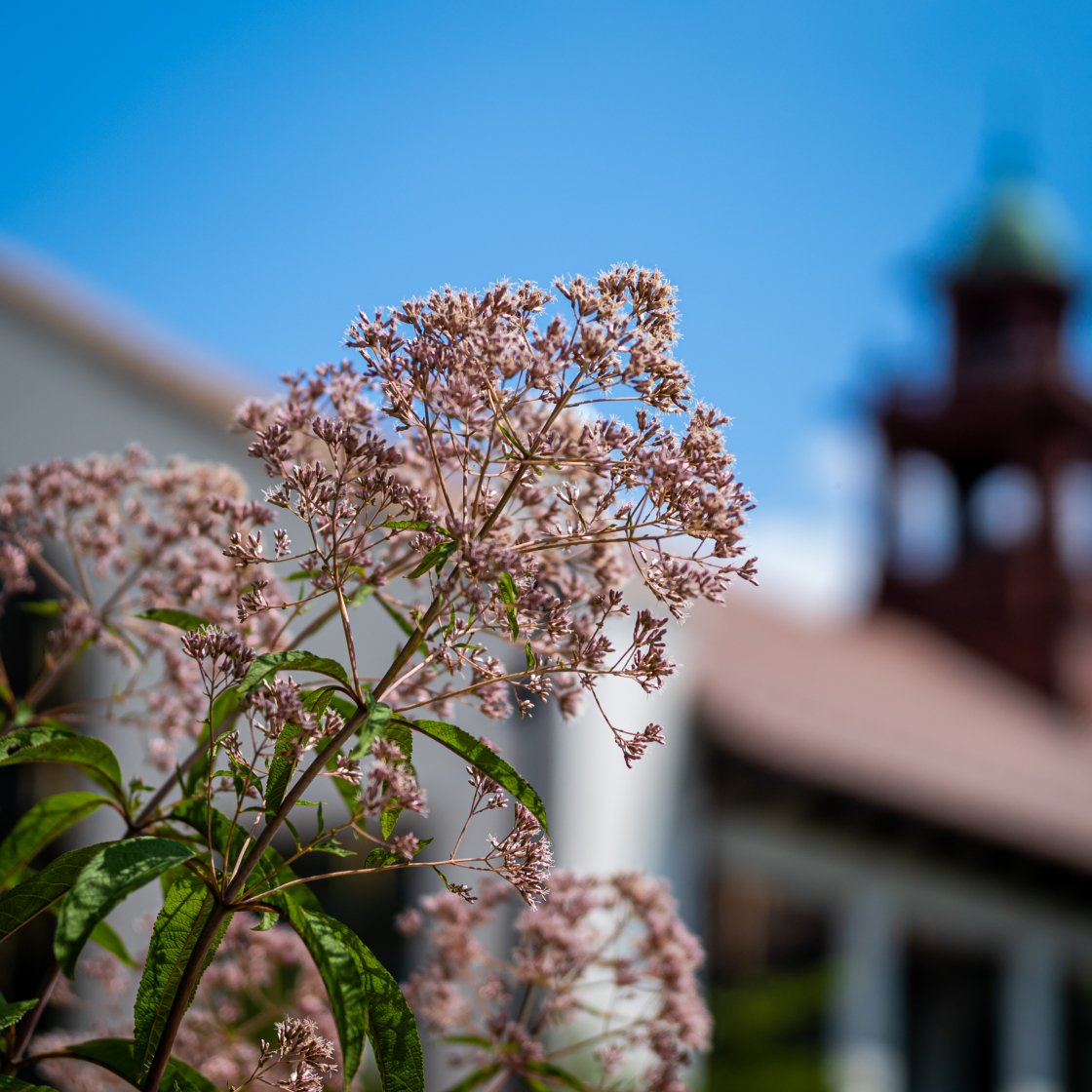 cole hall behind a focused flower