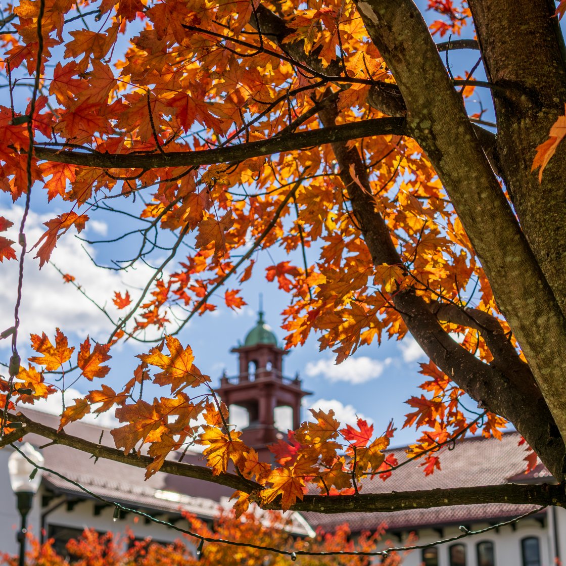 fall leaves outside of cole hall