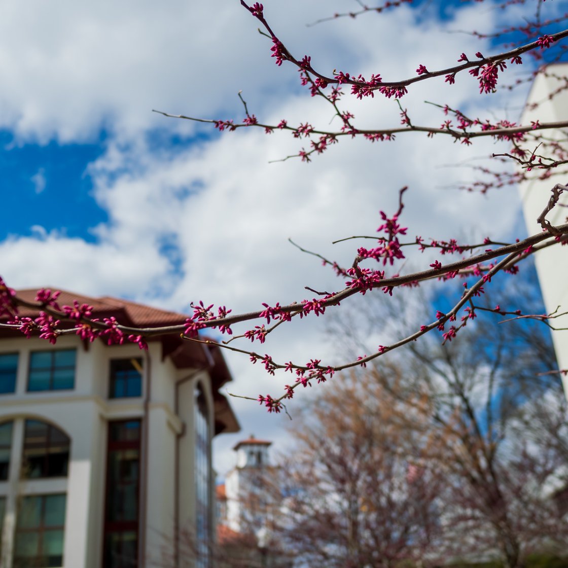 Pink spring blossoms stretch across the foreground with campus buildings and a bright blue sky filled with white clouds in the background.