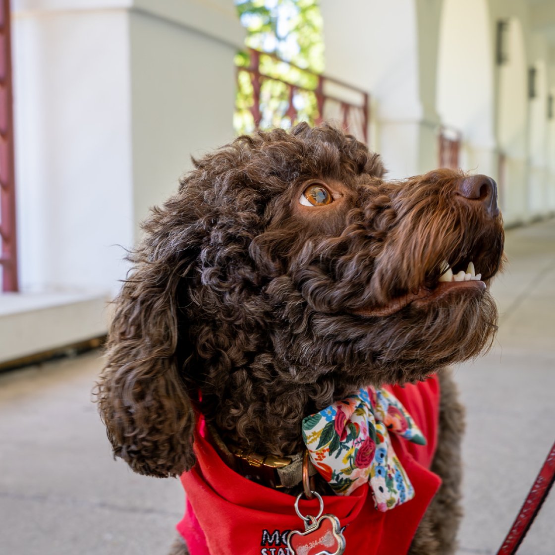 Pebbles the Mini Labordoodle 