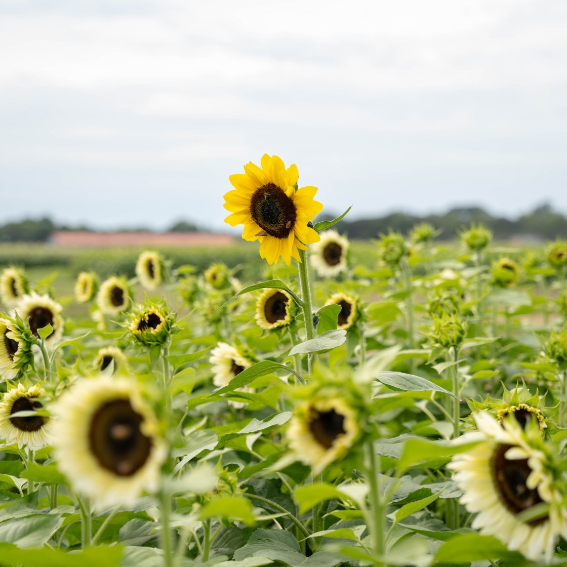 field of sunflowers