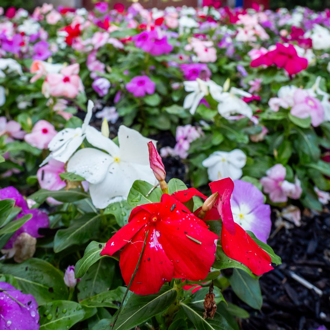 red, white, purple, pink flowers