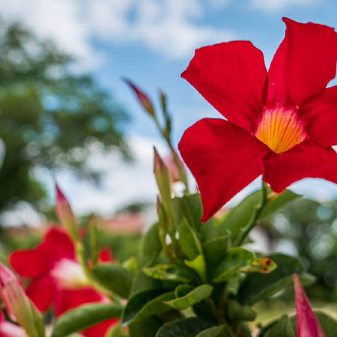 red flower blooming on campus