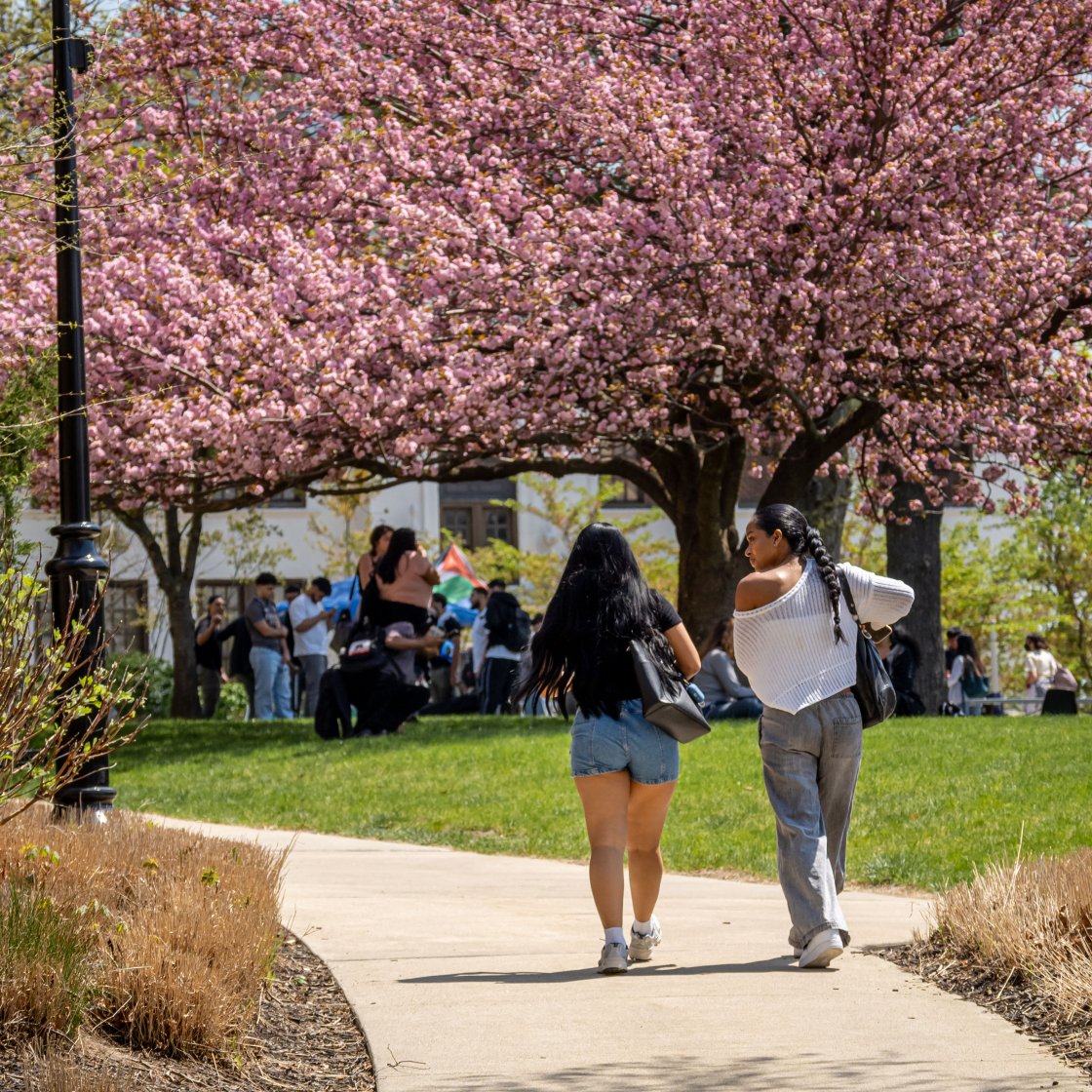 students walking in front of cherry blossoms