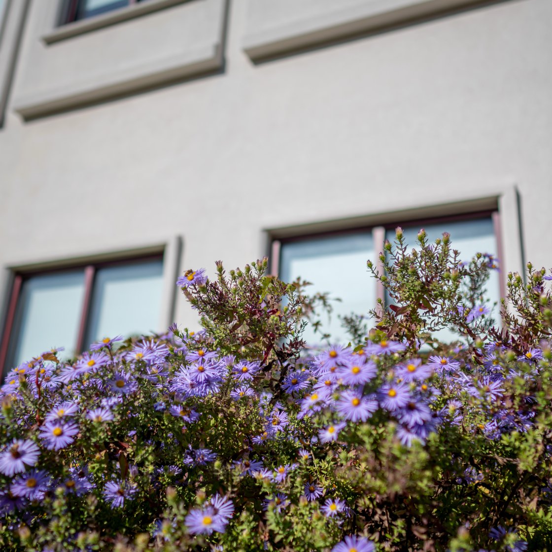 purple flowers in front of building