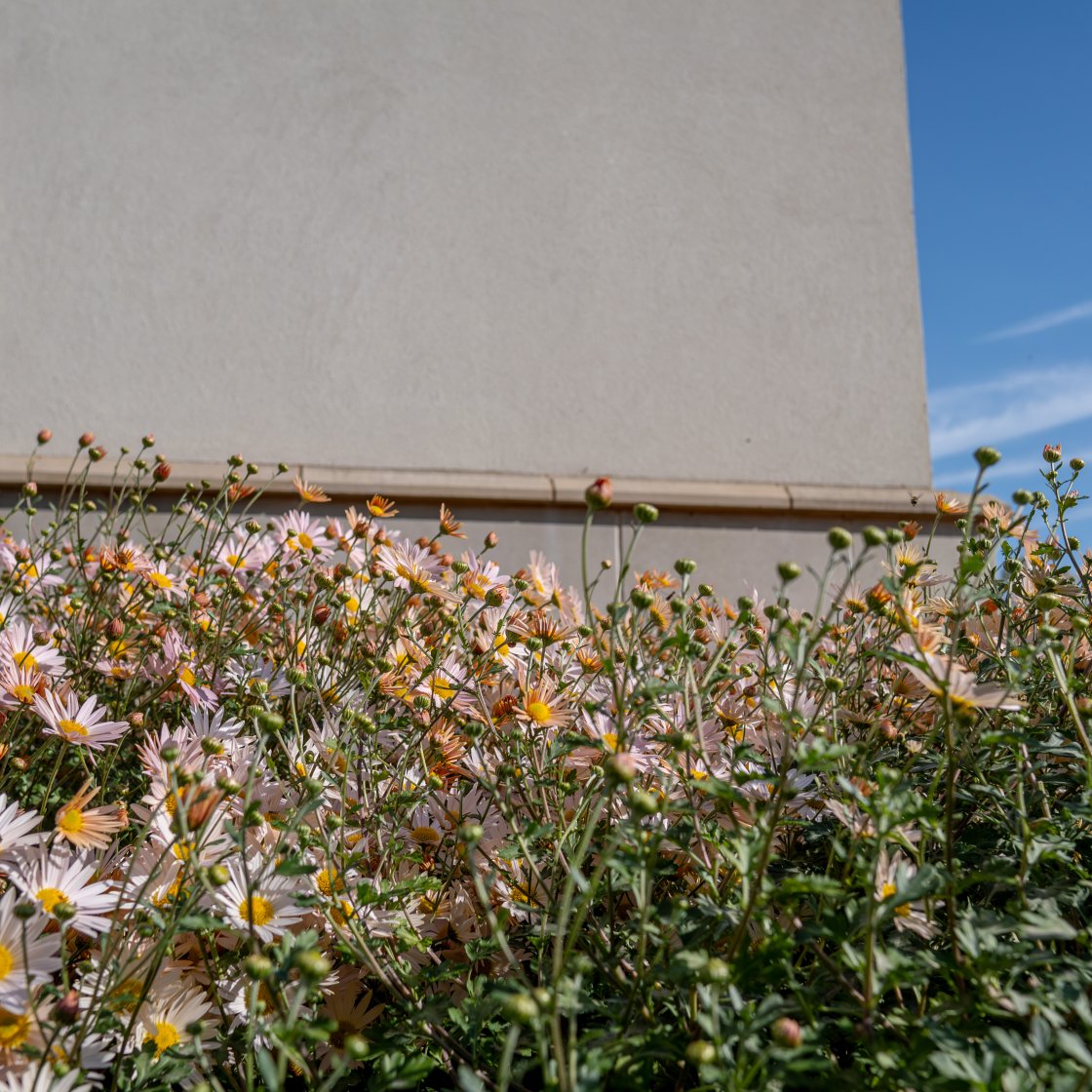 flowers in front of a building