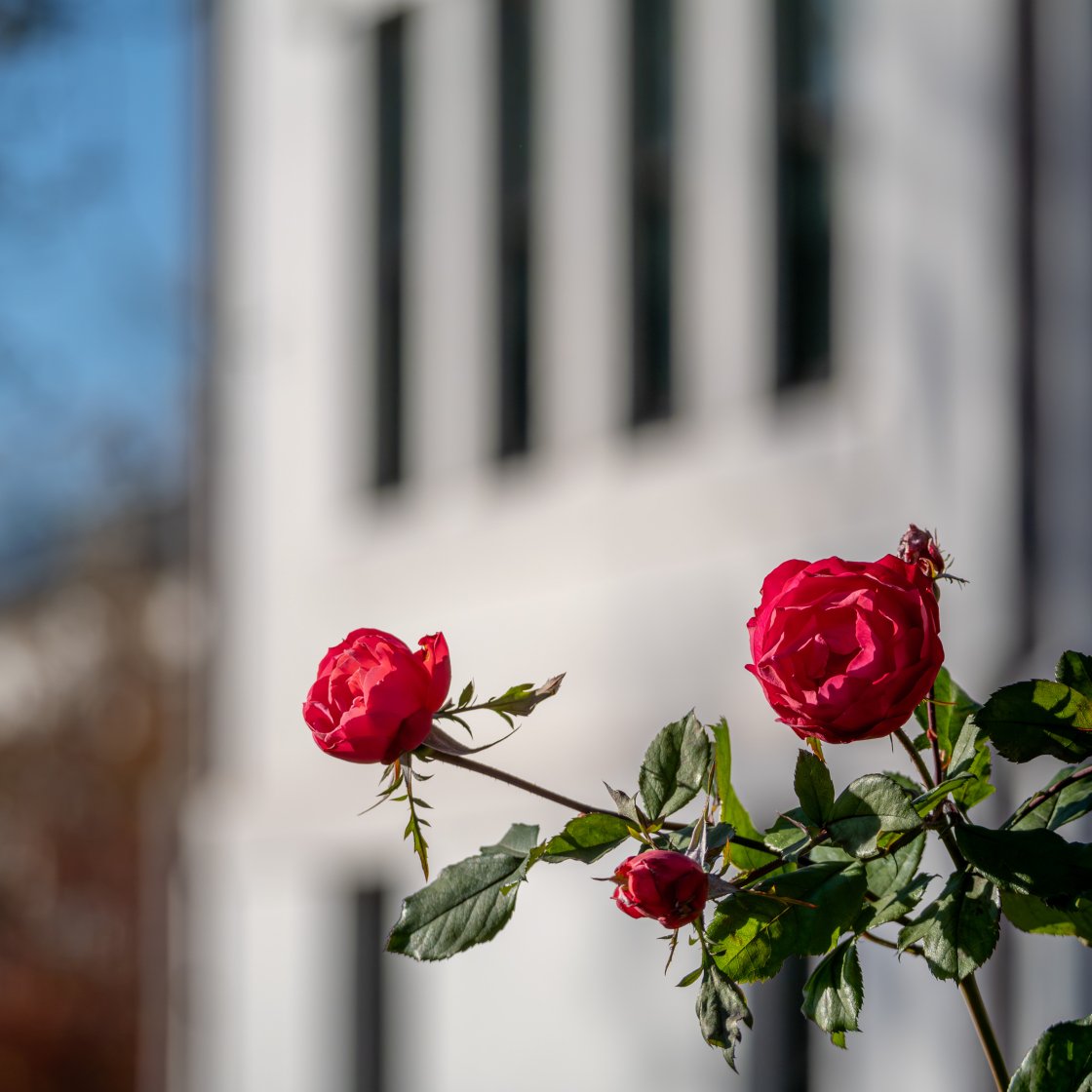 red flowers in front of a building