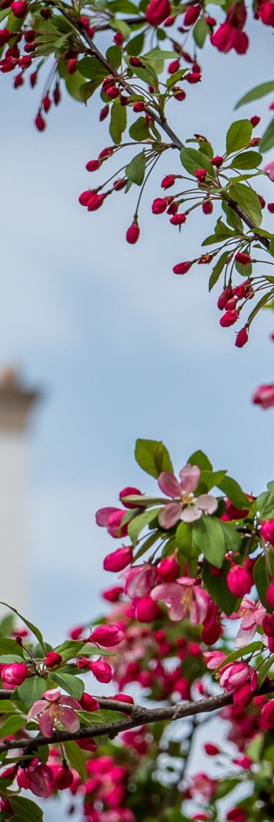 Flowers in the foreground and Montclair's clock tower in the background.