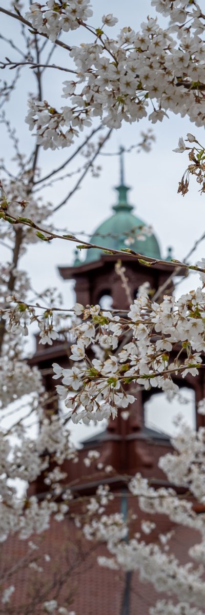 A tree with white flowers and a bell tower in the distance 