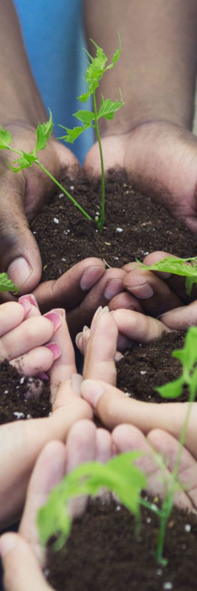 hands holding soil with plant seedlings