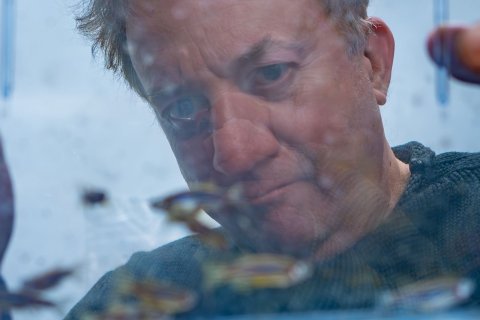 Biology Professor Thomas Mueller looks at a tank of zebrafish.