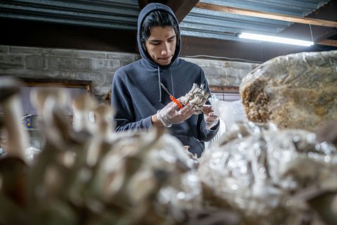 Connor Godek, preparing for a career in sustainable agriculture, interns at an urban mushroom farm in Jersey City. He’s shown harvesting Black Pearl Oyster mushrooms from a growing block. (Photo by University Photographer Mike Peters)