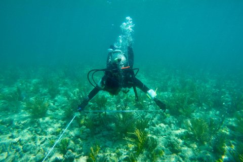 Man underwater in gear near a reef.