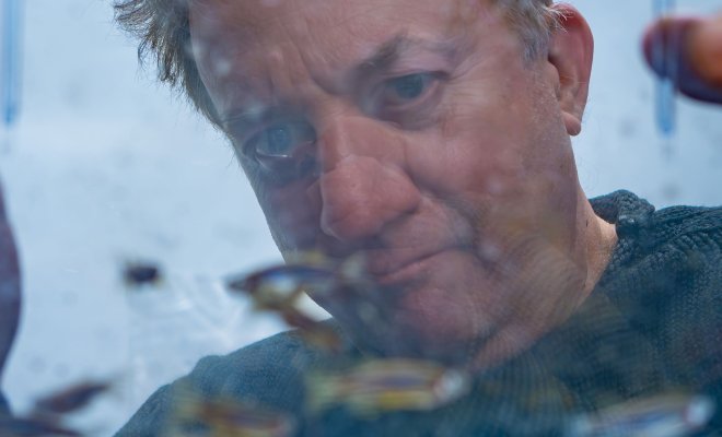Biology Professor Thomas Mueller looks at a tank of zebrafish.