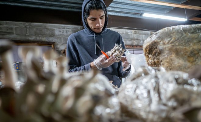 Connor Godek, preparing for a career in sustainable agriculture, interns at an urban mushroom farm in Jersey City. He’s shown harvesting Black Pearl Oyster mushrooms from a growing block. (Photo by University Photographer Mike Peters)