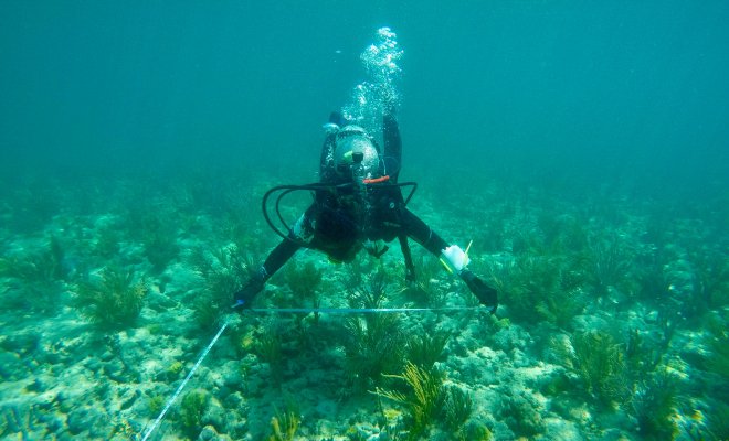 Man underwater in gear near a reef.