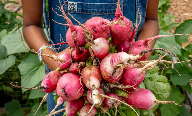 Member of the community garden holding a bunch of freshly harvested radishes.