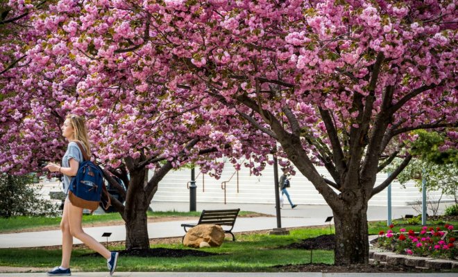Student walking outside on campus past a blooming Cherry Blossom tree