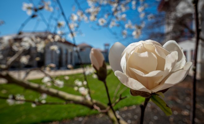 close up of a blooming flower