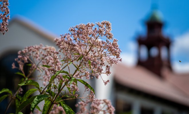 cole hall behind a focused flower