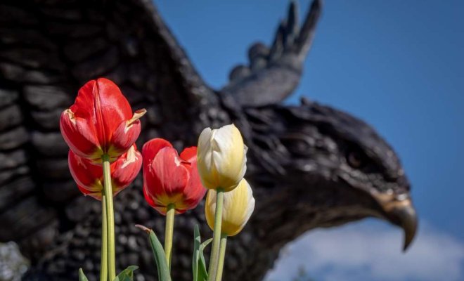 Red and yellow tulips in the foreground with a hawk in the background