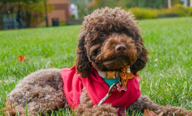 Pebbles poses for a photo outside.