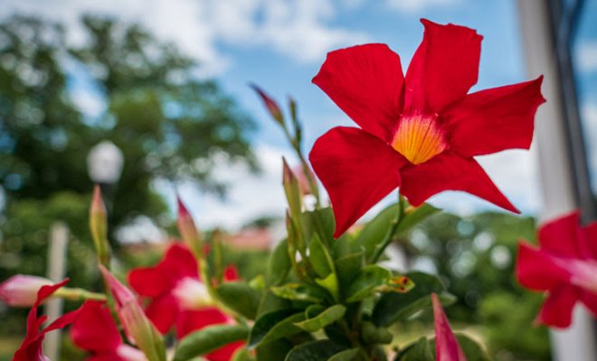 red flower blooming on campus