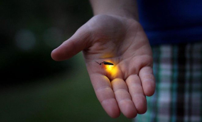 person holding a lightning bug