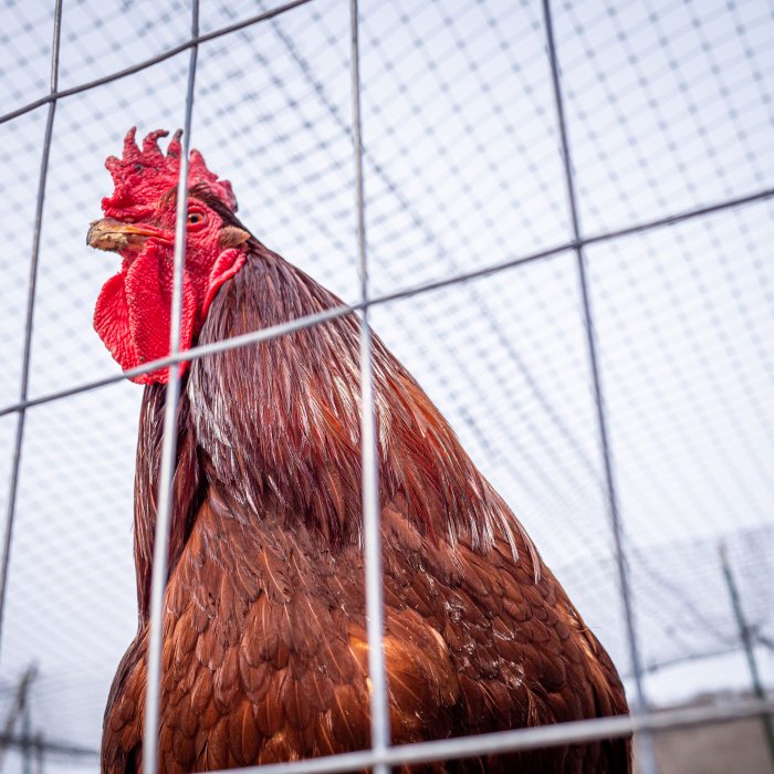 A rooster in a cage