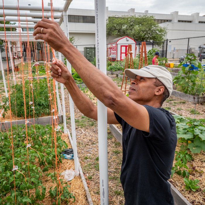 A man in a black t-shirt and white baseball cap building a support structure for climbing beans in a garden bed.