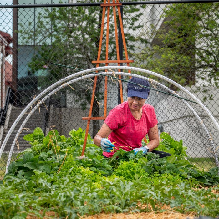 A woman in a pink shirt and blue baseball cap kneeling down to tend to a garden bed.