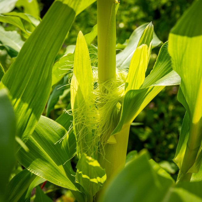 Close up photo of corn plant growing in the garden.