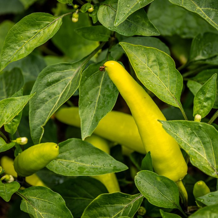 Close up photo of peppers growing in the garden.