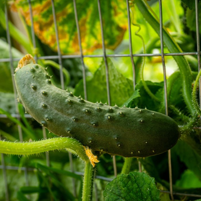 Close up photo of cucumber plants growing in the garden.