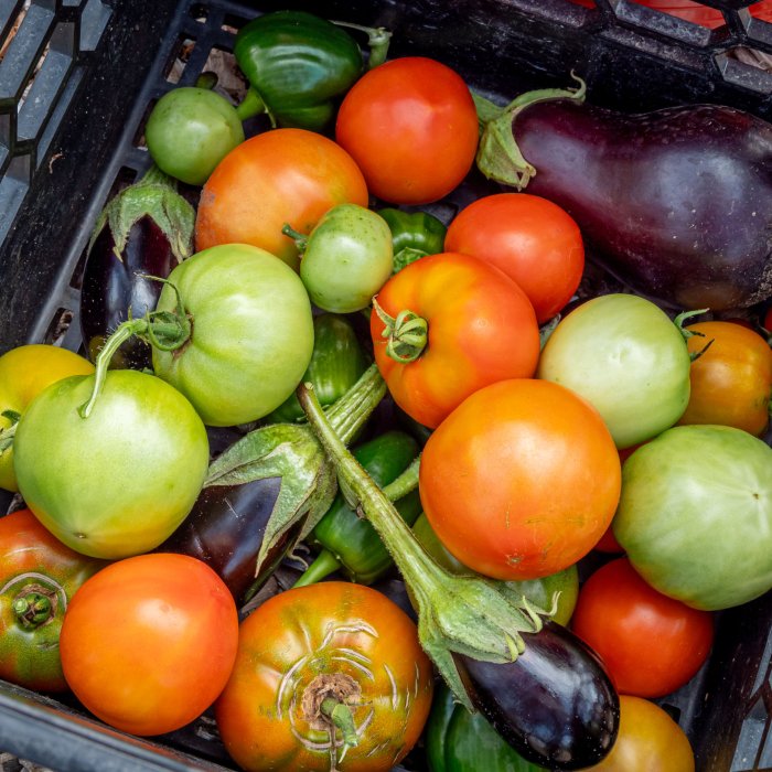 Close up photo of tomatoes and eggplants harvested from the garden.