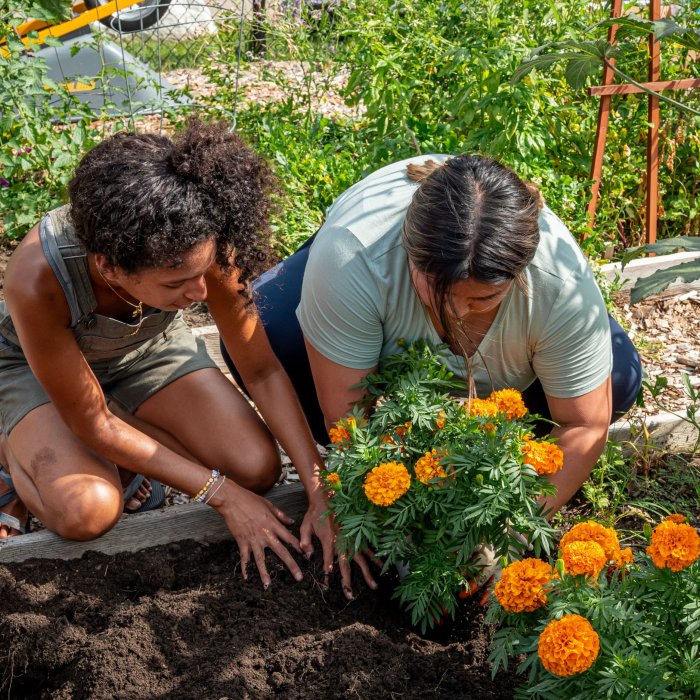 Garden Manager, Brittney Portes, helping a student plant marigolds in a garden bed.