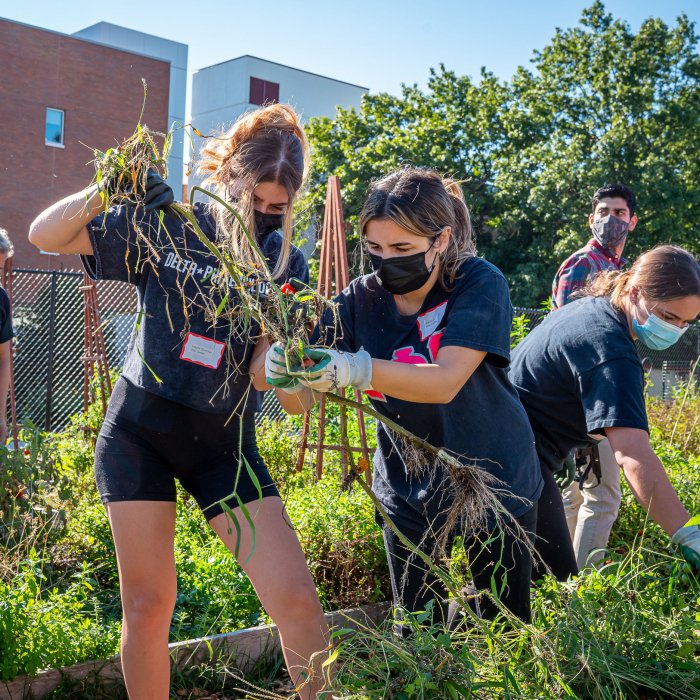Student gardeners helping each other weed garden beds on the 2021 Day of Service.