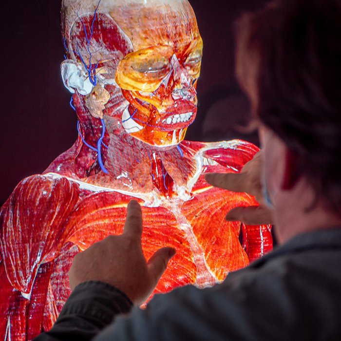 Faculty member showcasing human anatomy on an Anatomage Table.