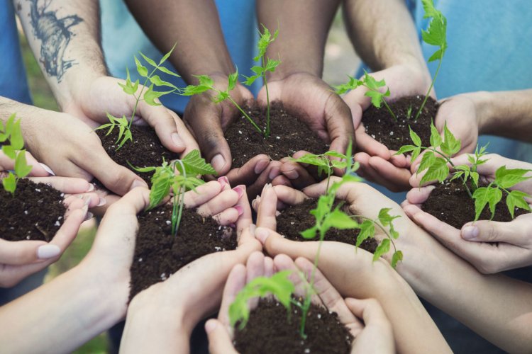 hands holding soil with plant seedlings