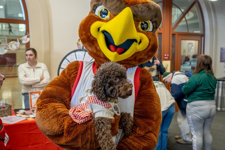 Rocky the Red Hawk mascot holding Pebbles the Mini Labordoodle 