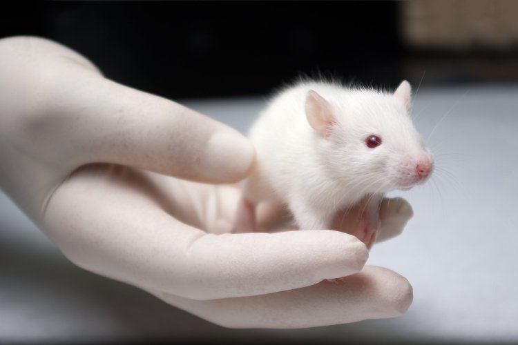 Lab rat in gloved hand